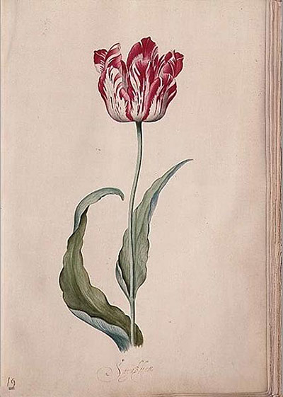 Tác phẩm Tulip