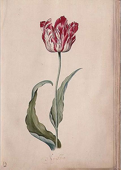 Tác phẩm Tulip Tác phẩm Tulip