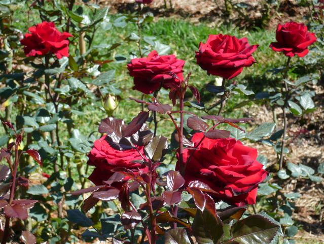 Kỹ thuật trồng đồng thời chuyên sóc hoa hồng ngoài vườn