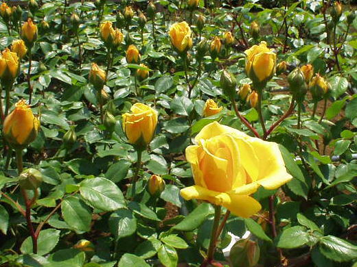 Kỹ thuật trồng cùng lúc chuyên sóc hoa hồng ngoài vườn
