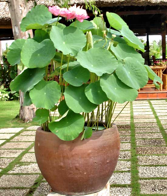 Hướng dẫn trồng sen trong chậu bằng hạt