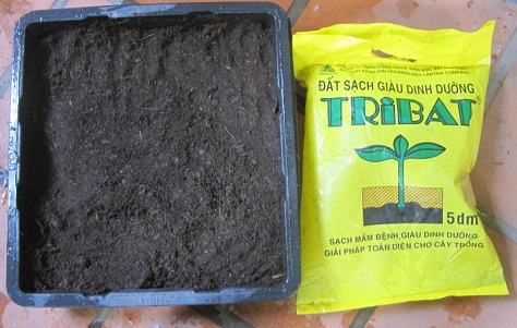 Hướng dẫn trồng sen trong chậu bằng hạt