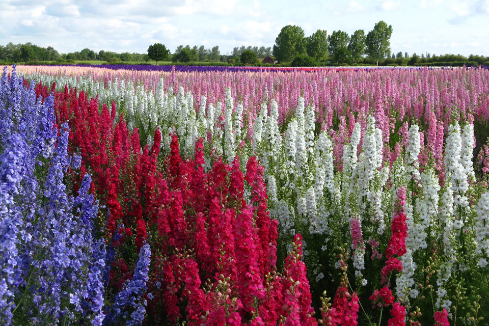 Hoa Phi Yến là loài hoa được ưa chuộng ở châu Âu