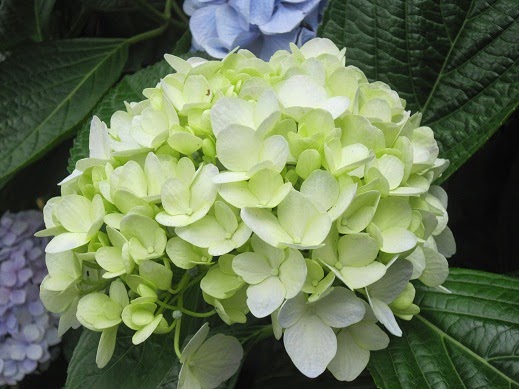 Hoa cẩm tú cầu màu xanh bơ