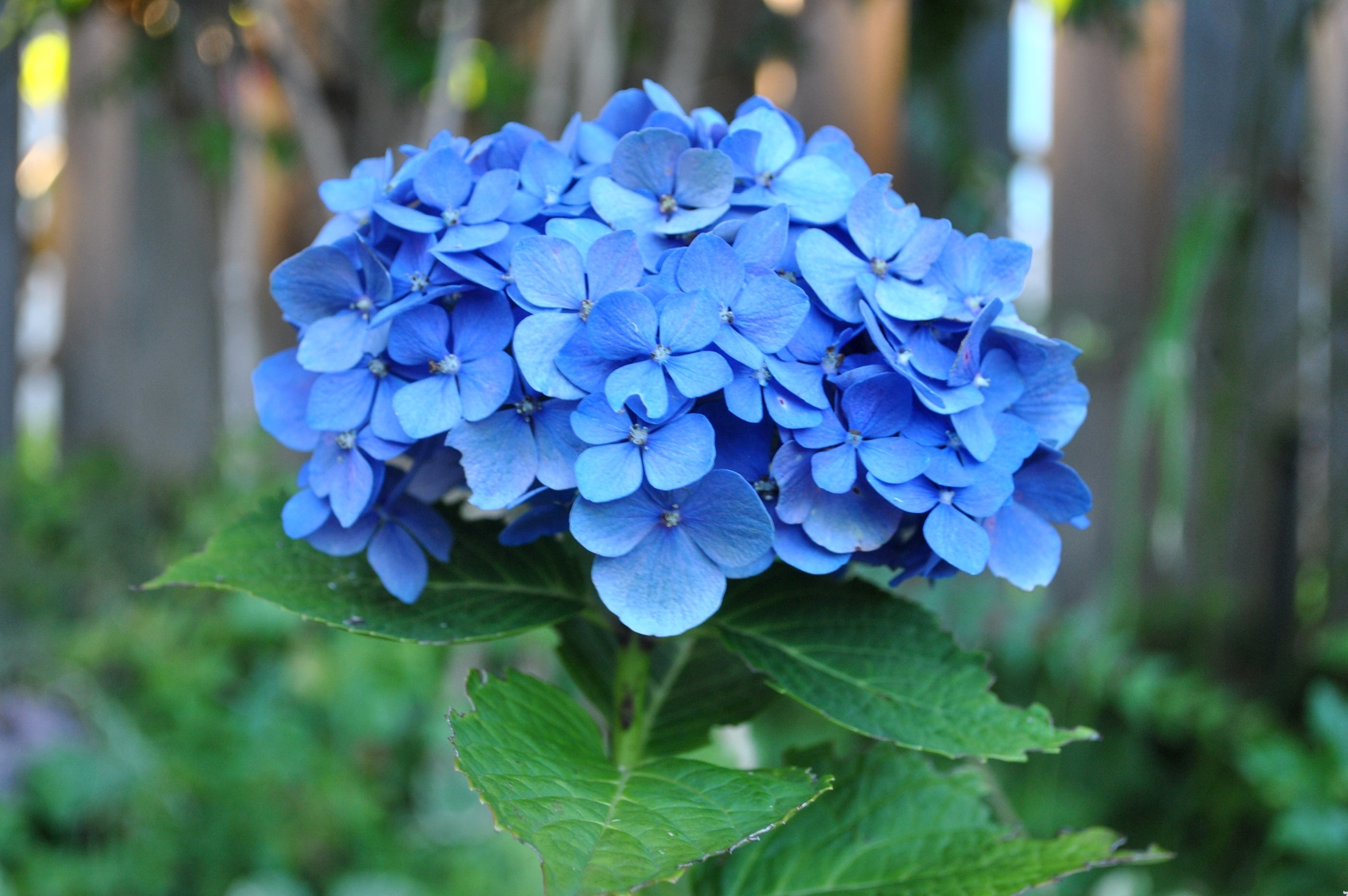 Hoa cẩm tú cầu tượng trưng ý nghĩa về hạnh phúc viên mãn Hoa cẩm tú cầu tượng trưng ý nghĩa về hạnh phúc viên mãn