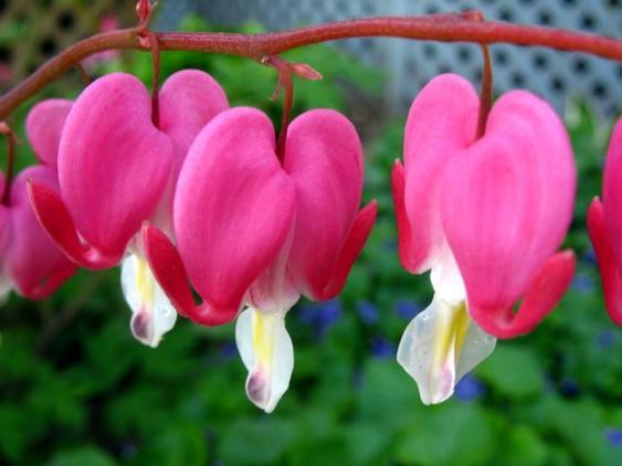 Hoa tigon hồng mình rất mong nhớ bạn Hoa tigon hồng mình rất mong nhớ bạn