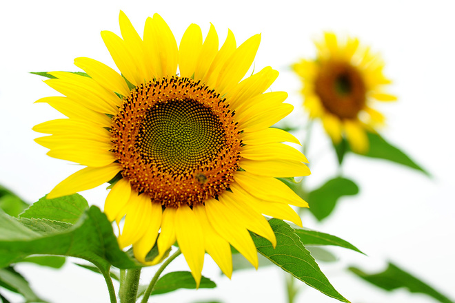 Hoa hướng dương thể hiện ý nghĩa niềm tin và hy vọng về tương lai Hoa hướng dương thể hiện ý nghĩa niềm tin và hy vọng về tương lai