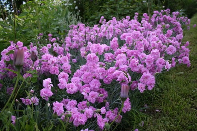 Hoa cẩm chướng chính là sự biểu tượng cho một tình yêu thiêng liêng và cao đẹp