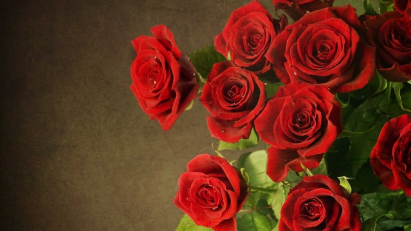 hoa hồng nhung với vẻ đẹp kiêu sa quyến rũ và sang trọng