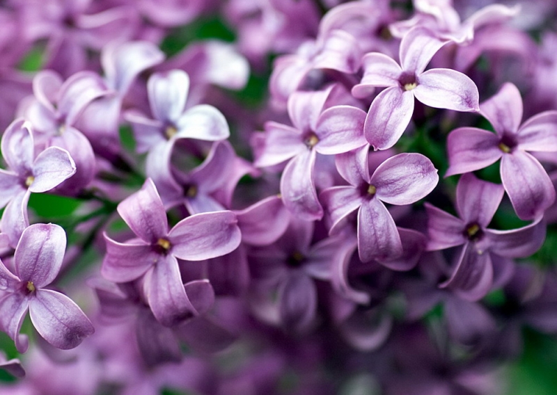 Tử đinh hương chính là loài hoa tượng trưng cho sự ngập ngùng và ngượng ngùng như thuở ban đầu mới yêu
