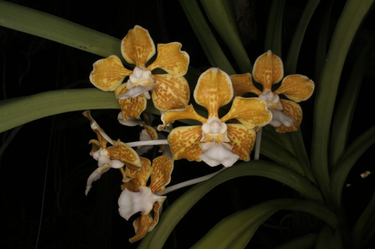 bộ sưu tập phong lan Vanda bộ sưu tập phong lan Vanda