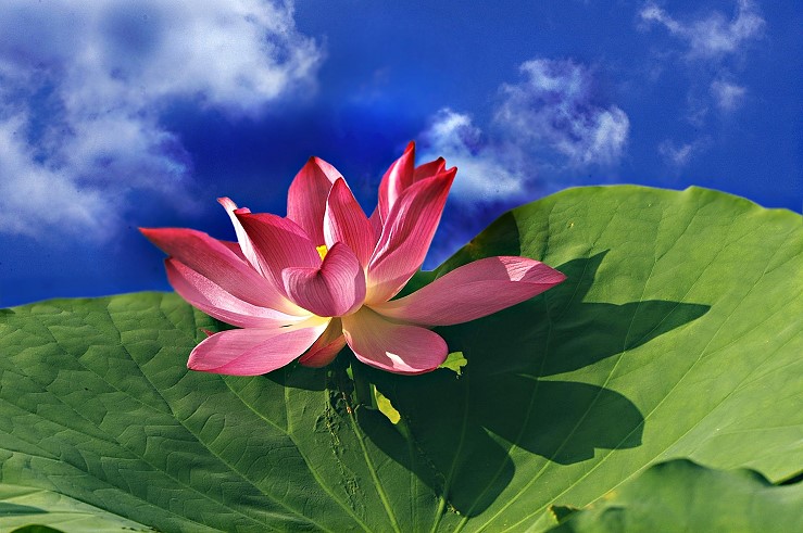 vẻ đẹp hoa sen hồng