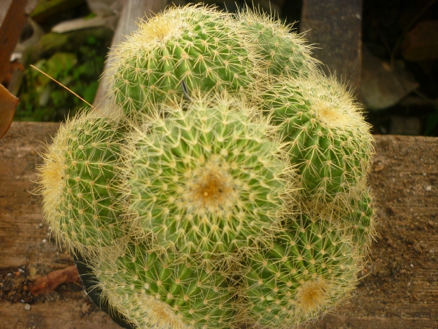 Cây Xương rồng Cây Xương rồng