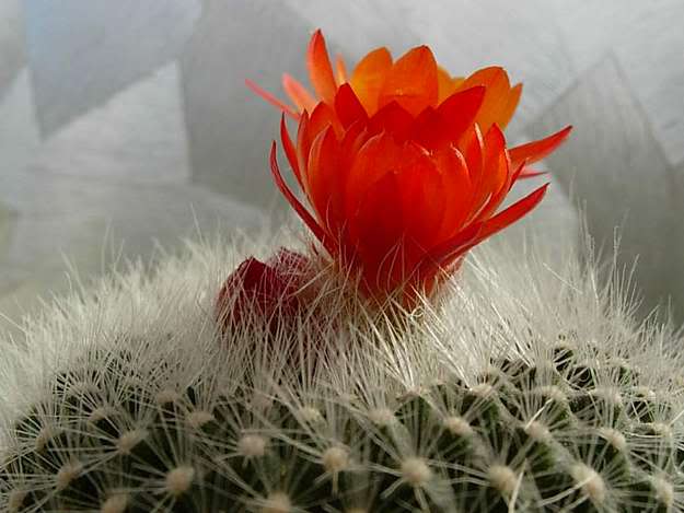 Cây Xương rồng Cây Xương rồng