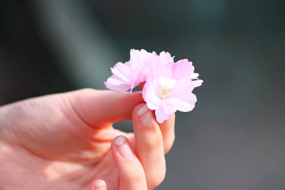 Vẻ đẹp của phụ nữ Nhật Bản được ví như những bông hoa anh đào