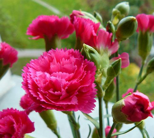 Mỗi màu hoa Cẩm chướng tượng trưng cho những ý nghĩa khác nhau