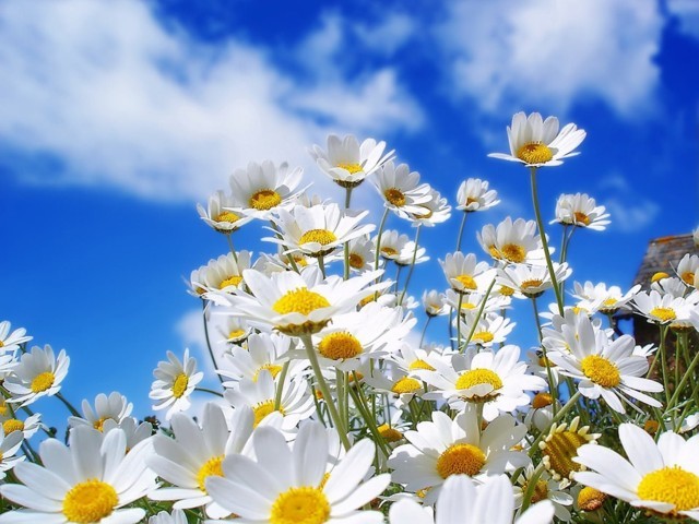 Hoa cúc dại là loài hoa mang nhiều ý nghĩa tuyệt vời