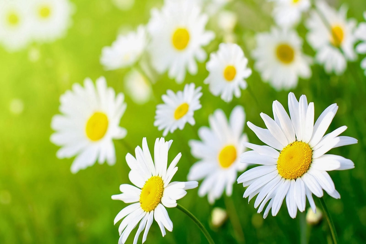 Hoa cúc dại là loài hoa tượng trưng cho tháng 4 với nhiều may mắn