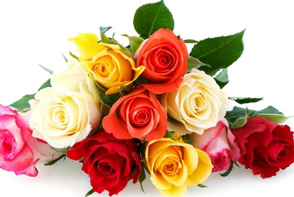 Hoa chúc mừng là hoa hồng tượng trưng cho tình yêu ngọt ngào