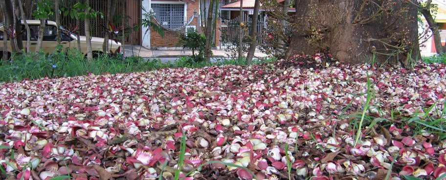 Hình ảnh cánh hoa Sala rơi xuống gốc cây