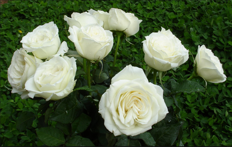 Hồng trắng chính là loài hoa mang đến sự trong sáng và thuần khiết