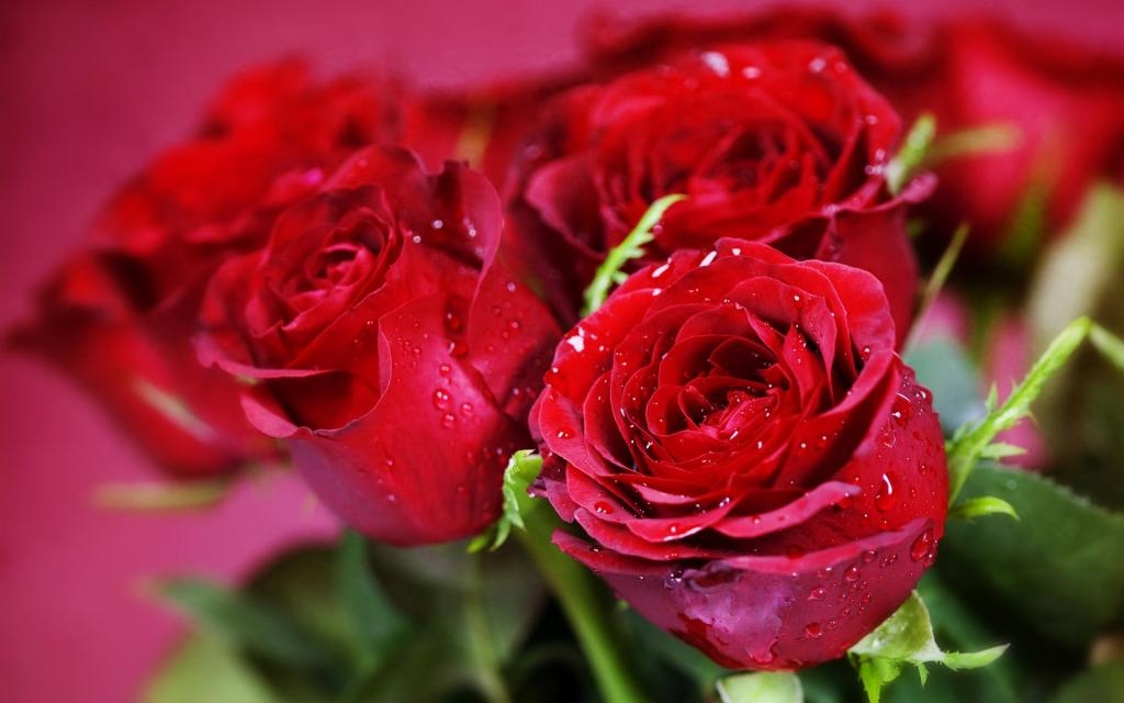 tặng hoa hồng đỏ cho bạn gái ngày 20/10 là ngầm phát đi thông điệp: "Anh yêu em" đầy ngọt ngào