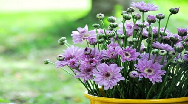 Hoa cúc mang nhiều nét ý nghĩa sâu sắc trong đám tang