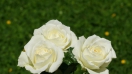 Bài học từ hoa hồng trắng