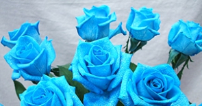 Bạn sẽ chọn hoa hồng xanh hay hoa hồng tím làm quà tặng lãng mạn cho người mình yêu