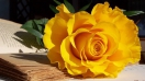 Top 08 loài hoa tươi sinh nhật ý nghĩa dành tặng bạn