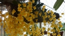 Cách gieo trồng phong lan Dendrobium