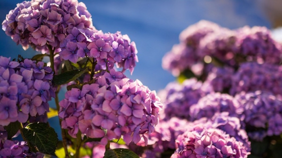 Điểm danh những loài hoa sinh nhật màu tím đắm say lòng người