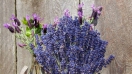 Đóa hoa cưới độc đáo và ý nghĩa từ Lavender