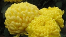 Hoa cúc vàng nhộn nhịp trong ngày Lễ Vu Lan báo hiếu