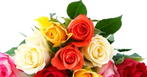 Hoa hồng – loài hoa sinh nhật cho các cô nàng tháng 6