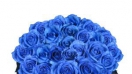 Hoa hồng xanh dương cho tình yêu bất diệt