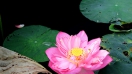 Hoa sen vào mùa - vẻ đẹp của sự thuần khiết tượng trưng cho người Việt