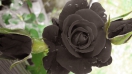 Hoa viếng đám tang gồm những hình thức phổ biến nào?