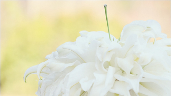 Hướng dẫn bó hoa lyly trắng tinh