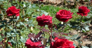 Kỹ thuật trồng và chăm sóc hoa hồng ngoài vườn
