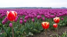 Lễ hội hoa Tulip lớn nhất thế giới diễn ra tại thủ đô Ottawa