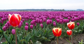 Lễ hội hoa Tulip lớn nhất thế giới diễn ra tại thủ đô Ottawa