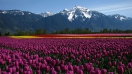 Lễ hội hoa tulip lớn nhất thế giới tại Canada