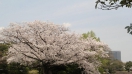 Mùa hoa anh đảo ở Nhật Bản nở rộ