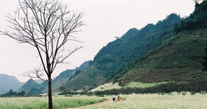 Mùa hoa cải trắng trên cao nguyên Mộc Châu