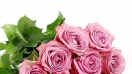 Những cách thể hiện hoa hồng tím