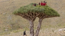 Những loài cây kỳ dị không kém phần đáng yêu tại đảo Socotra trên Ấn Độ Dương