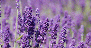 Những lợi ích tuyệt vời của hoa lavender khô trong cuộc sống