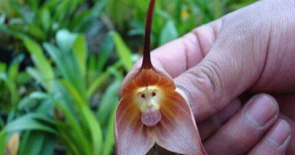 Phát hiện hoa phong lan mặt khỉ ở Nam Mỹ