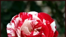 Sự tích hoa hồng viền trắng